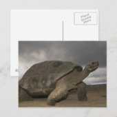 Galapagos Giant Tortoise Geochelone Postkarte (Vorne/Hinten)