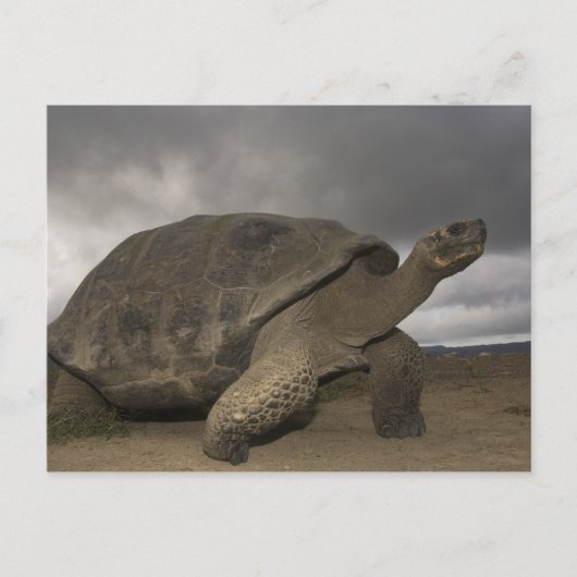 Galapagos Giant Tortoise Geochelone Postkarte (Vorderseite)