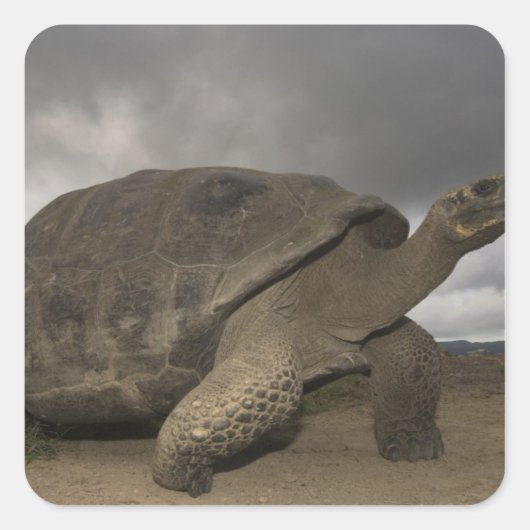 Galapagos Giant Tortoise Geochelone Quadratischer Aufkleber (Vorderseite)