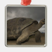 Galapagos Giant Tortoise Geochelone Silbernes Ornament (Vorne)