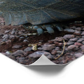 Galapagos Giant Tortoise Poster (Ecke)