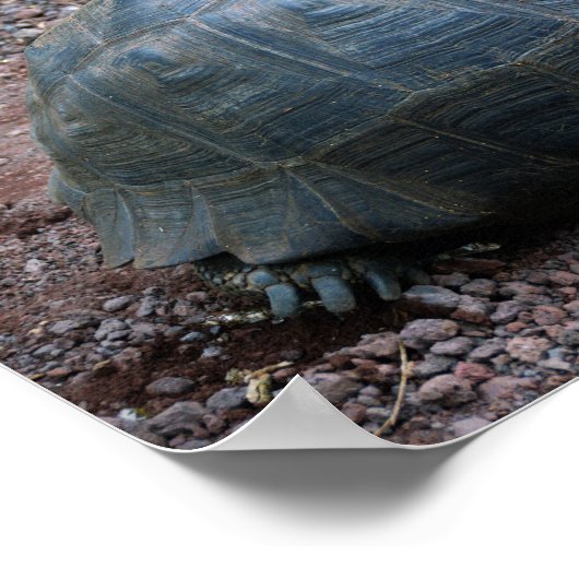 Galapagos Giant Tortoise Poster (Ecke)