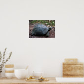 Galapagos Giant Tortoise Poster (Küche)