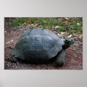 Galapagos Giant Tortoise Poster (Vorne)