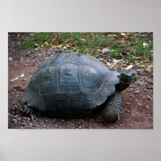 Galapagos Giant Tortoise Poster (Vorne)