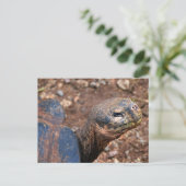Galapagos Giant Tortoise Postkarte (Stehend Vorderseite)