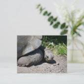 Galapagos Giant Tortoise Postkarte (Stehend Vorderseite)