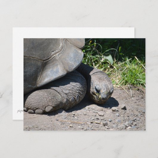 Galapagos Giant Tortoise Postkarte (Vorne/Hinten)