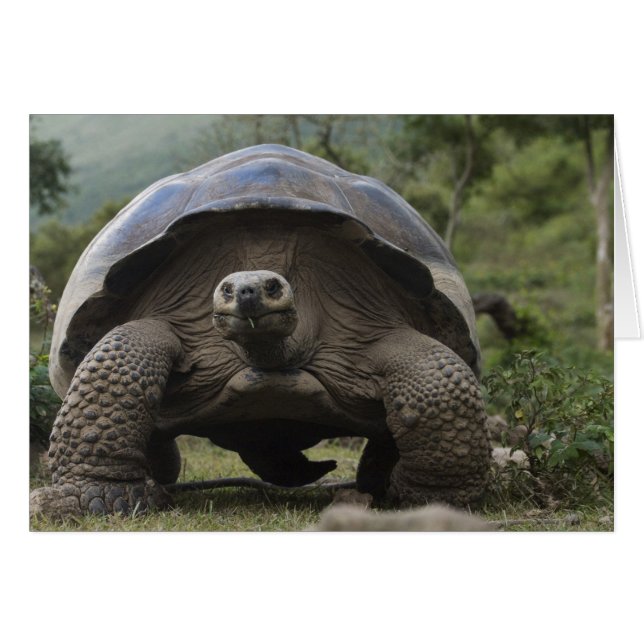 Galapagos Giant Tortoises Geochelone (Vorderseite (Horizontal))