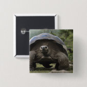 Galapagos Giant Tortoises Geochelone Button (Vorne & Hinten)