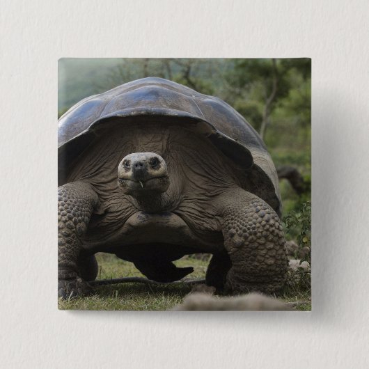 Galapagos Giant Tortoises Geochelone Button (Vorderseite)