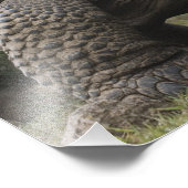 Galapagos Giant Tortoises Geochelone Fotodruck (Ecke)