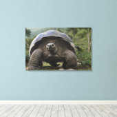 Galapagos Giant Tortoises Geochelone Leinwanddruck (Insitu (Holzboden))