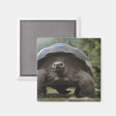 Galapagos Giant Tortoises Geochelone Magnet (Vorderseite/Rückseite)