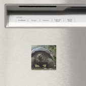 Galapagos Giant Tortoises Geochelone Magnet (In Situ (Geschirrspüler))