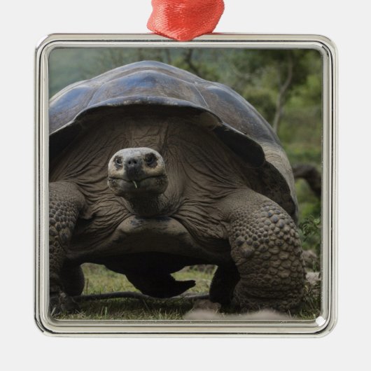 Galapagos Giant Tortoises Geochelone Ornament Aus Metall (Vorne)