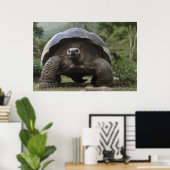 Galapagos Giant Tortoises Geochelone Poster (Heimbüro)