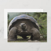 Galapagos Giant Tortoises Geochelone Postkarte (Vorne/Hinten)