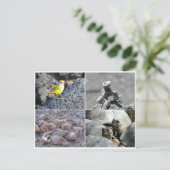 Galapagos grau postkarte (Stehend Vorderseite)