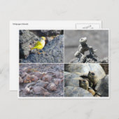 Galapagos grau postkarte (Vorne/Hinten)