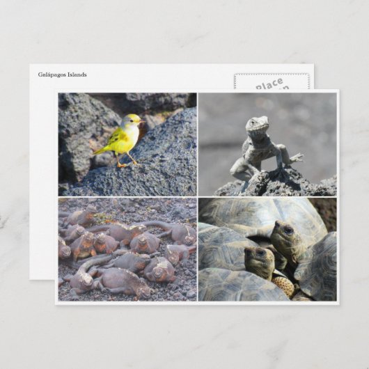 Galapagos grau postkarte (Vorne/Hinten)