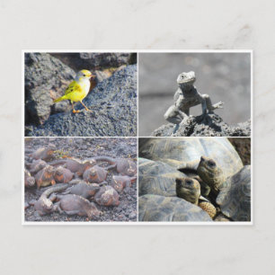 Galapagos grau postkarte