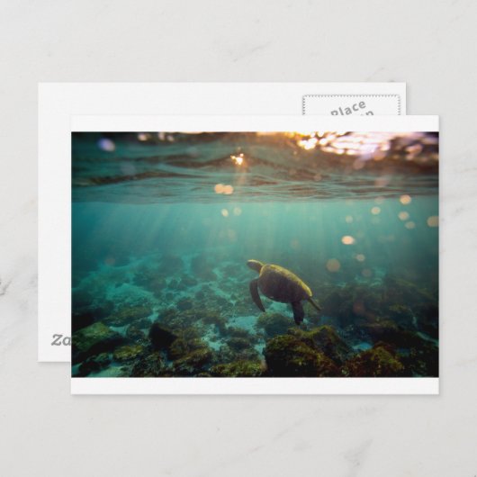 Galapagos-grüne Lagune Meeresschildkröte unter Was Postkarte (Vorne/Hinten)