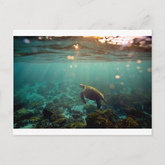 Galapagos-grüne Lagune Meeresschildkröte unter Was Postkarte (Vorderseite)