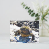 Galapagos iguana Lächeln Postkarte (Stehend Vorderseite)