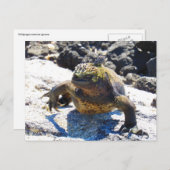 Galapagos iguana Lächeln Postkarte (Vorne/Hinten)