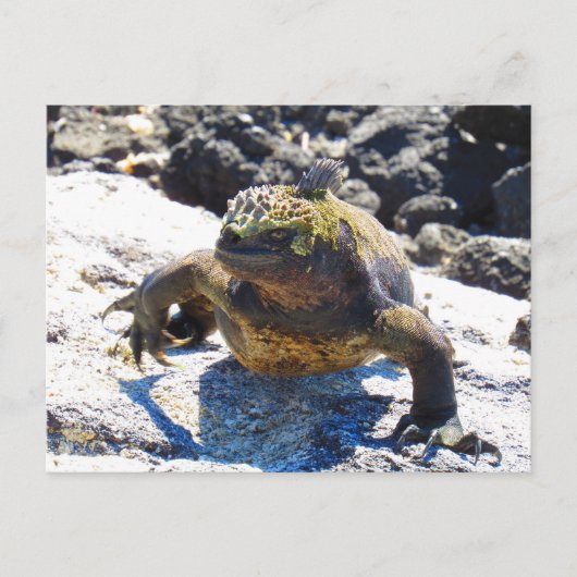Galapagos iguana Lächeln Postkarte (Vorderseite)