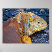 Galapagos Iguana Print Poster (Vorne)