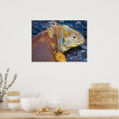 Galapagos Iguana Print Poster (Küche)