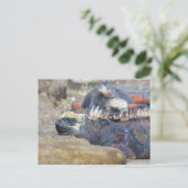 Galapagos iguana Schlaf Postkarte (Stehend Vorderseite)