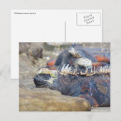 Galapagos iguana Schlaf Postkarte (Vorne/Hinten)