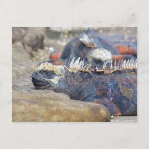 Galapagos iguana Schlaf Postkarte