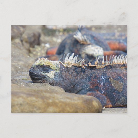 Galapagos iguana Schlaf Postkarte (Vorderseite)