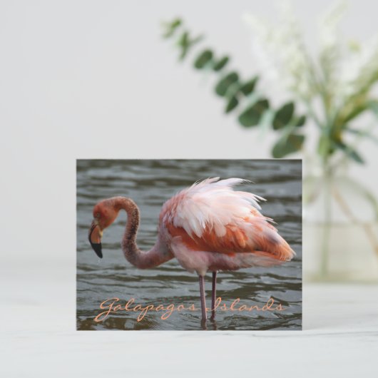 Galapagos Inseln Flamingo Postkarte (Stehend Vorderseite)