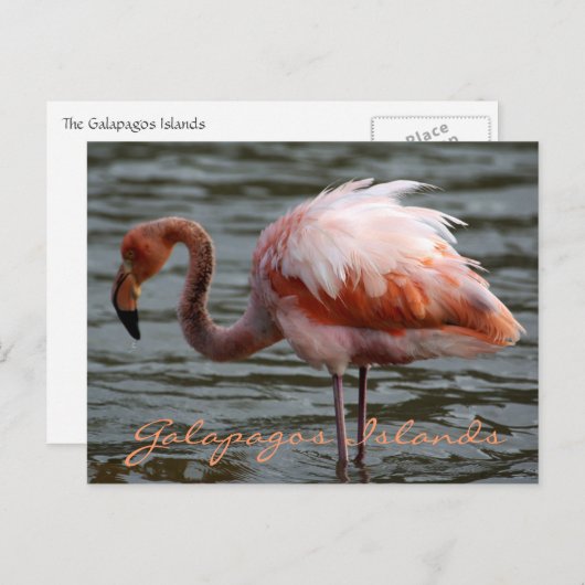 Galapagos Inseln Flamingo Postkarte (Vorne/Hinten)