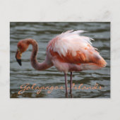 Galapagos Inseln Flamingo Postkarte (Vorderseite)