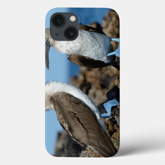 Galapagos-Inseln, Isabela-Insel Case-Mate iPhone Hülle (Rückseite)