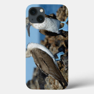 Galapagos-Inseln, Isabela-Insel Case-Mate iPhone Hülle