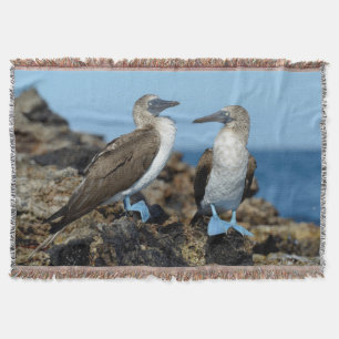 Galapagos-Inseln, Isabela-Insel Decke