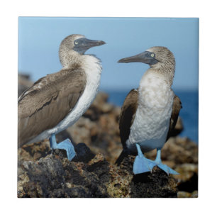 Galapagos-Inseln, Isabela-Insel Fliese
