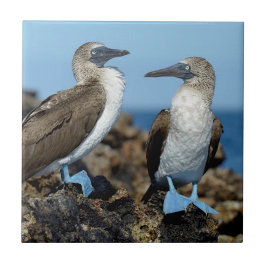 Galapagos-Inseln, Isabela-Insel Fliese (Vorderseite)