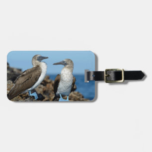 Galapagos-Inseln, Isabela-Insel Gepäckanhänger