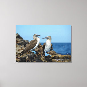 Galapagos-Inseln, Isabela-Insel Leinwanddruck