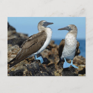 Galapagos-Inseln, Isabela-Insel Postkarte