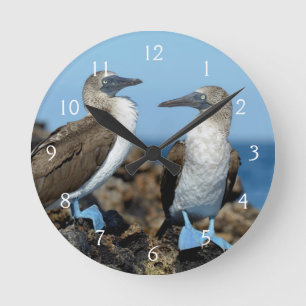 Galapagos-Inseln, Isabela-Insel Runde Wanduhr