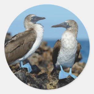 Galapagos-Inseln, Isabela-Insel Runder Aufkleber